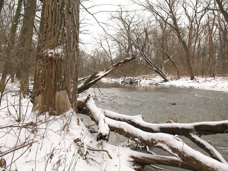 Joliet: Parklands and Rivers Hickory