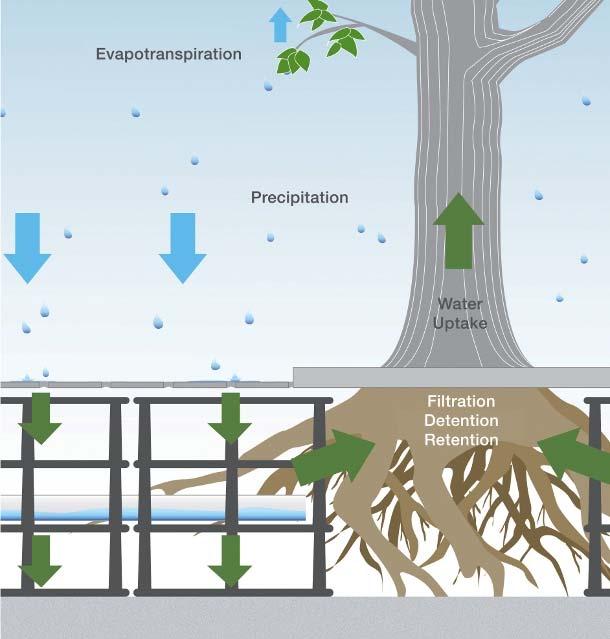 This allows for greater tree growth, better overall Structural soils may allow the installation of large shade trees in narrow medians where the tree otherwise may conflict with infrastructure.