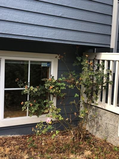 Foliage is touching the siding, recommend clearance is achieved as this is a
