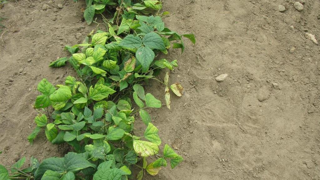 Beans: hopper burn from leafhopper feeding. Potatoes: Earl s potatoes were protected from leafhopper feeding with row covers and he is now harvesting plenty of nice large tubers.
