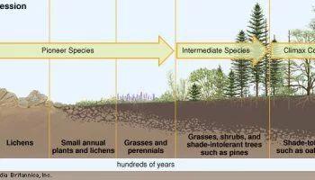 Soil formation - Factors that determine it - 5) Time - the amount of time a