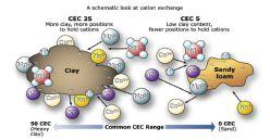 Chemical Properties - Cation exchange capacity - the ability of soil to absorb and release cations like Ca+, Mg2+, Na+, and K+ - Clay particles have a negative charge and cations are held on the