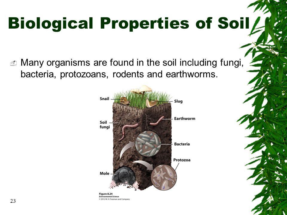 Biological properties of soil - Organisms found in