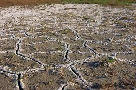 Salinization - Water is not absorbed into the soil and evaporates, leaving behind dissolved salts in the topsoil - Results in stunted crop growth, lower yield, destruction of