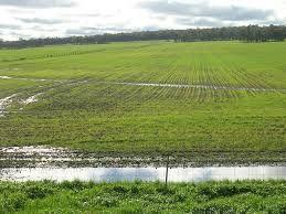 Waterlogging - Saturation of soil with water resulting in a rise in the water table - Results in a decrease of oxygen in the soil, saline water enveloping deeps roots and killing the plants, lower