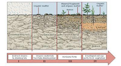 Soil formation - Takes hundreds to thousands of years to form - The result of physical