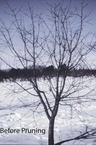 Remove all others. Branches should be cut flush to the branch collar. The collar is the natural swelling that occurs where a branch connects to the trunk or to a larger branch.