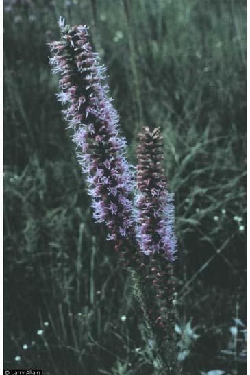 Plant Fact Sheet Spiked gayfeather