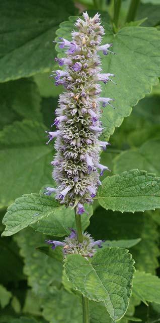 Plant Fact Sheet Anise hyssop