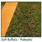 Turf: soft buffalo (variety 'Palmetto').