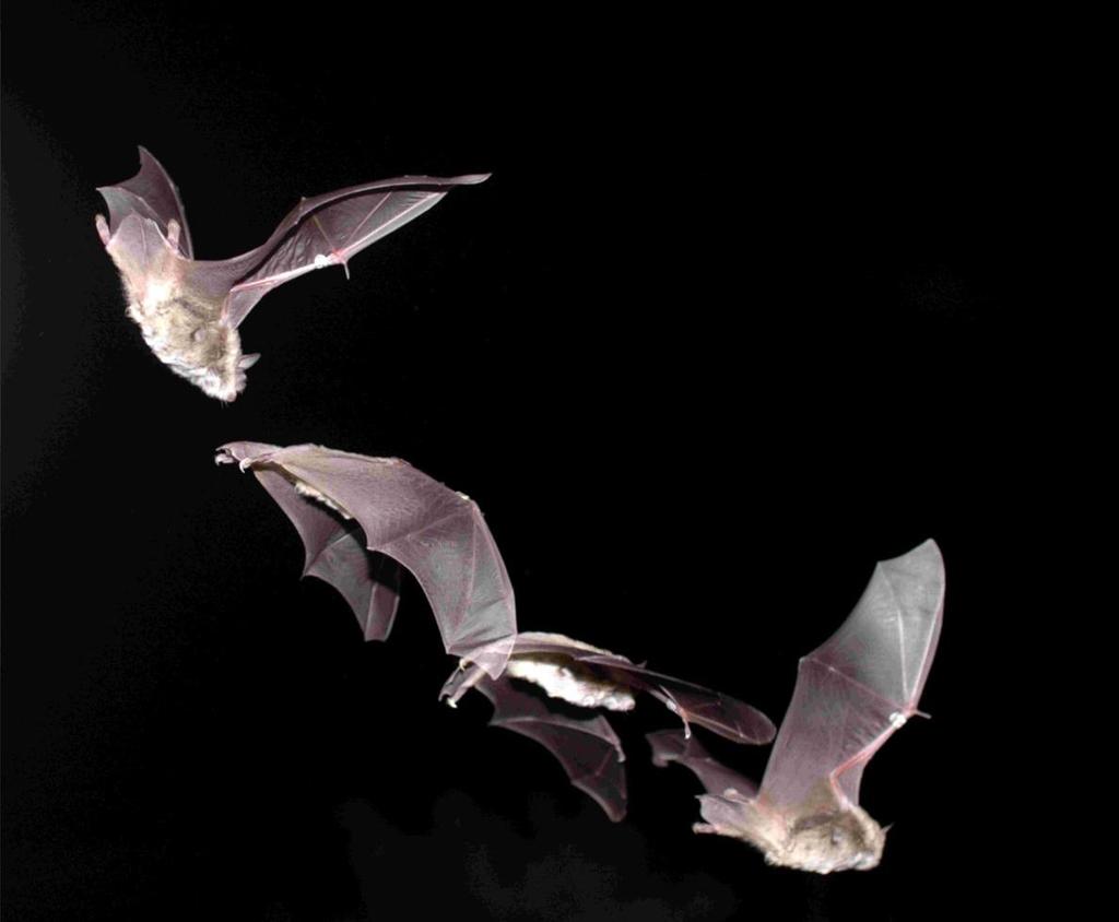 We set out to look for evidence of these effects by asking a simple question: Are bat activity and diversity related to proximity to motorways?
