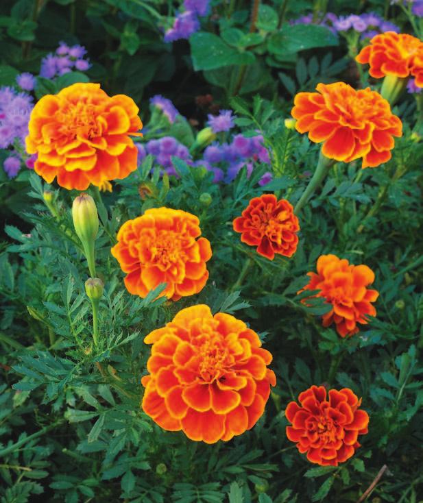 top garden gate readers 11 picks annuals What s your favorite annual?