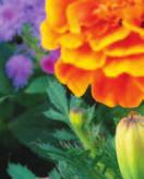 Even if you don t like the smell of marigolds (although I do!