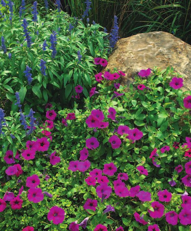 New cultivars have flowers that stand up to rain and wind better than the old-timers did. To keep petunias blooming their best, give them plenty of water.