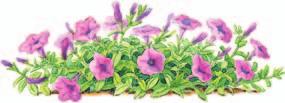 wide Blooms White, pink, red, purple, blue; may have striped petals or contrasting veins; large or small flowers; double or single forms Pests Occasional aphids or slugs Pink with a white eye: Easy