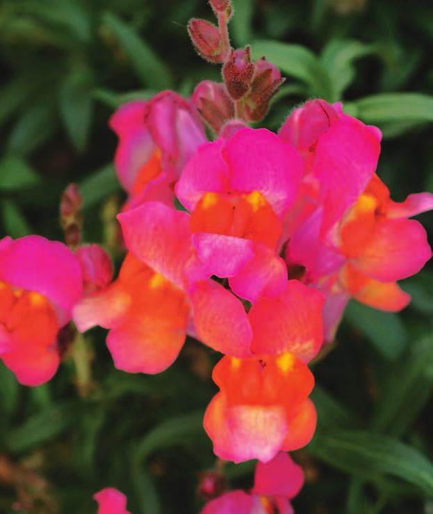 readers top annuals continued Snapdragon Antirrhinum hybrid Greet the spring with these cool-season beauties.