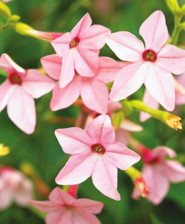 Nicotiana can be very fragrant, but some new cultivars have been bred for looks, not fragrance. If you want the sweet scent, check the tags to be sure you re getting one that smells good.