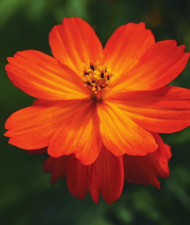 readers top annuals continued Cosmos Cosmos spp. Nothing looks as airy as a planting of cosmos. And boy, can they bloom!