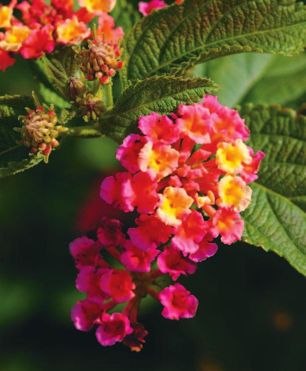 ) See how Confetti lantana in the photo has two colors in the same flower cluster?