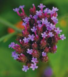 This verbena is cold-hardy to USDA zone 7, but elsewhere, it reseeds happily. You can pinch off or cut back the flowers as they fade, before the plant sets seed.