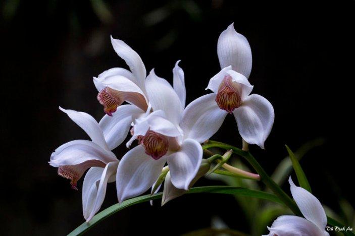 Recently she has also been concentrating on photography and has taken thousands of orchid pictures.