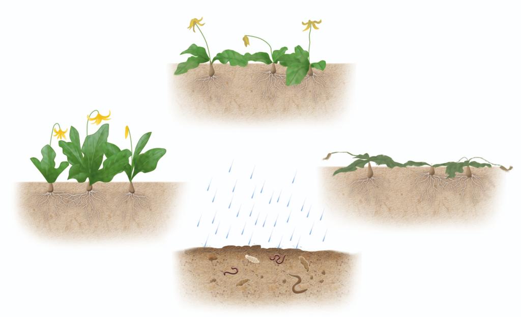 HOW VEGETATION, CLIMATE, AND SOIL INTERACT Vegetation, climate (moisture and temperature), and soil interact with one another, too.