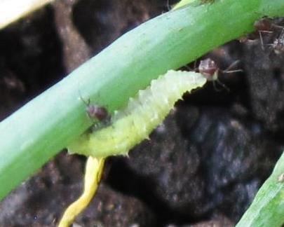 Hoverfly larva/plant Hoverflies Buckwheat just started flowering 0.4 0.35 0.3 0.25 0.2 0.