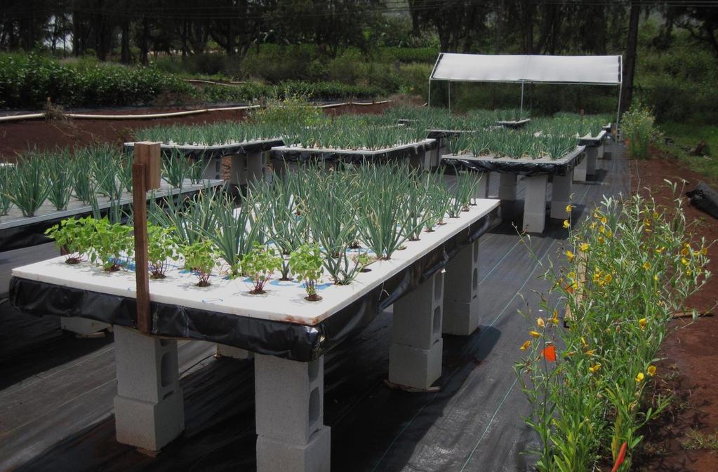 Case Study 1: Non-Chemical based IPM for Green Onion
