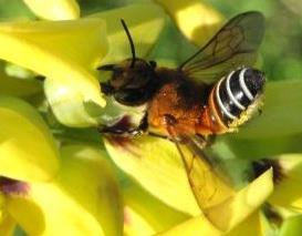 cutter bee