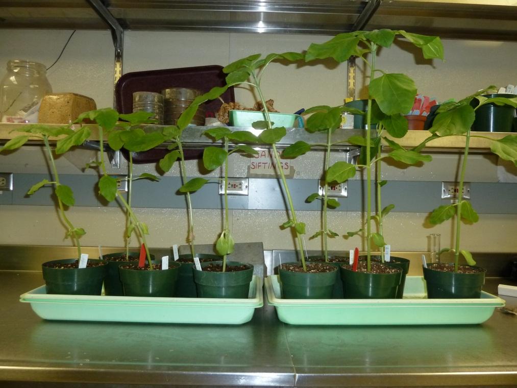 Plants after five weeks of growth ready to be harvested. tested for concentrations of Ca, Mg, Zn, P, total carbon, total nitrogen, and K. The extracted samples were analyzed by the UWSP Soils Lab.
