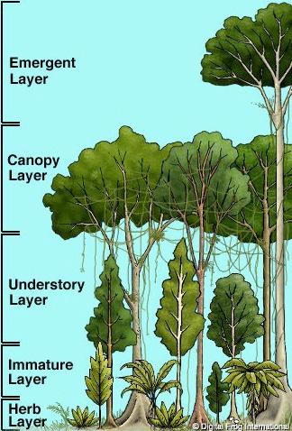 Types of Plant Communities SELECTION & BOUNDARIES