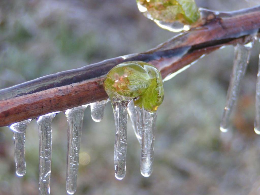c. If some free water is maintained on a bud covered with ice, the temperature of the bud will remain