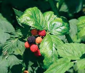 3. Blackberries are best planted in early spring. a. Spacing will depend on the trellis and training system to be used. b. Most erect blackberry varieties can be grown without supports, spaced four to five feet apart in rows 8 to 10 feet apart.