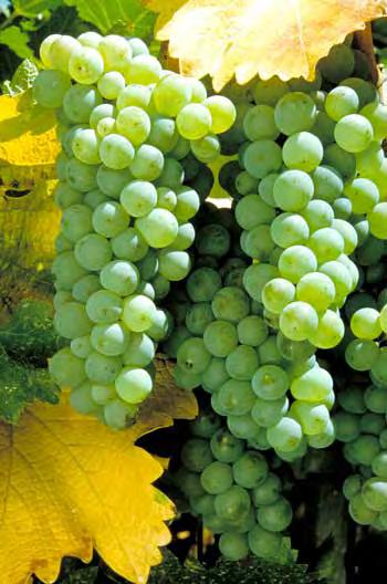4. Grapes are popular for home gardens. a. grape varieties ripen from early August until mid-october, thereby providing a long season of fresh fruit. b.