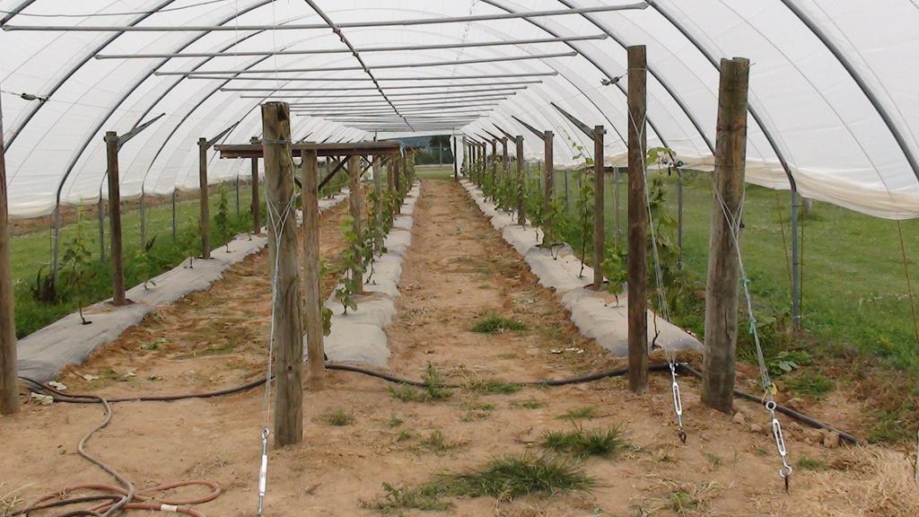 ! Fig. 1. View of table grape planting in high tunnel shortly after planting.