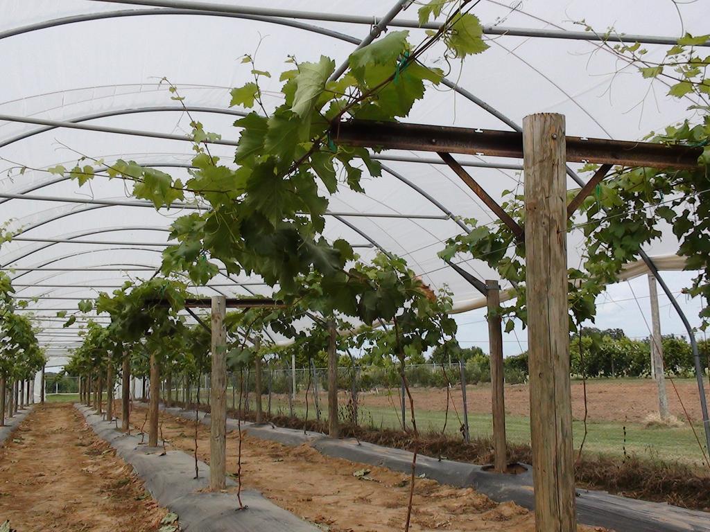 The outside rows were trained to vertical trellises resembling a Double High Cordon