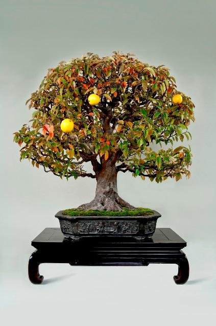 The main characteristic of the Omiya Bonsai Art Museum is that it exhibits living bonsai as a living art.