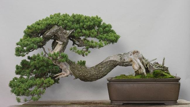 Furthermore, in the outdoor bonsai garden visitors can see about 50 bonsai on permanent display throughout the year.