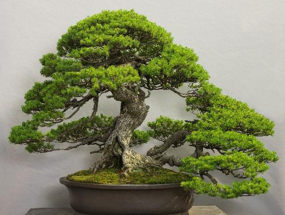 Five-needle pine (named Chiyo-no-matsu) Explaining the History of Bonsai through Works of Art While the main displays are the indoor exhibitions, which change weekly, and the bonsai exhibition, the