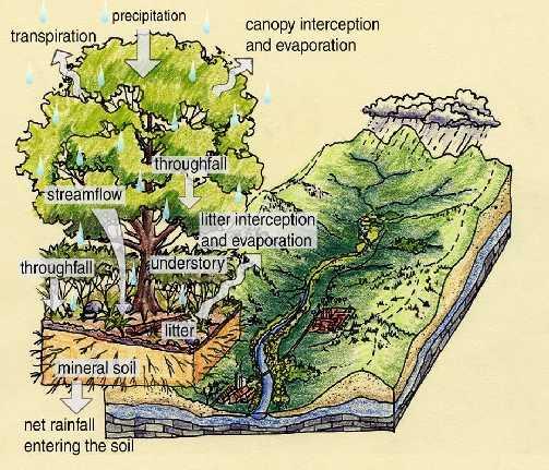 For some it s all about water Green Infrastructure techniques use soils and vegetation to
