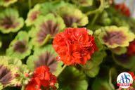 Pelargonium x hortorum Red.