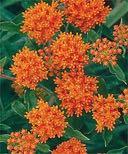 (Butterfly Weed) Asclepias tubersa