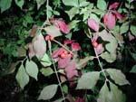 DESCRIPTION Botanical Glossary Euonymus alata is a deciduous shrub that can grow to 2.5 m (8.2 ft.) in height.