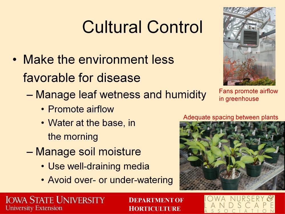 We can also use cultural practices to make the environment less favorable for disease. Many fungal and bacterial diseases are favored by a moist, humid environment around the leaves.