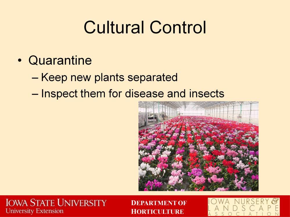 Another cultural control method is to quarantine new plants from the rest of the greenhouse or nursery for a period of time, to ensure that diseases and insects