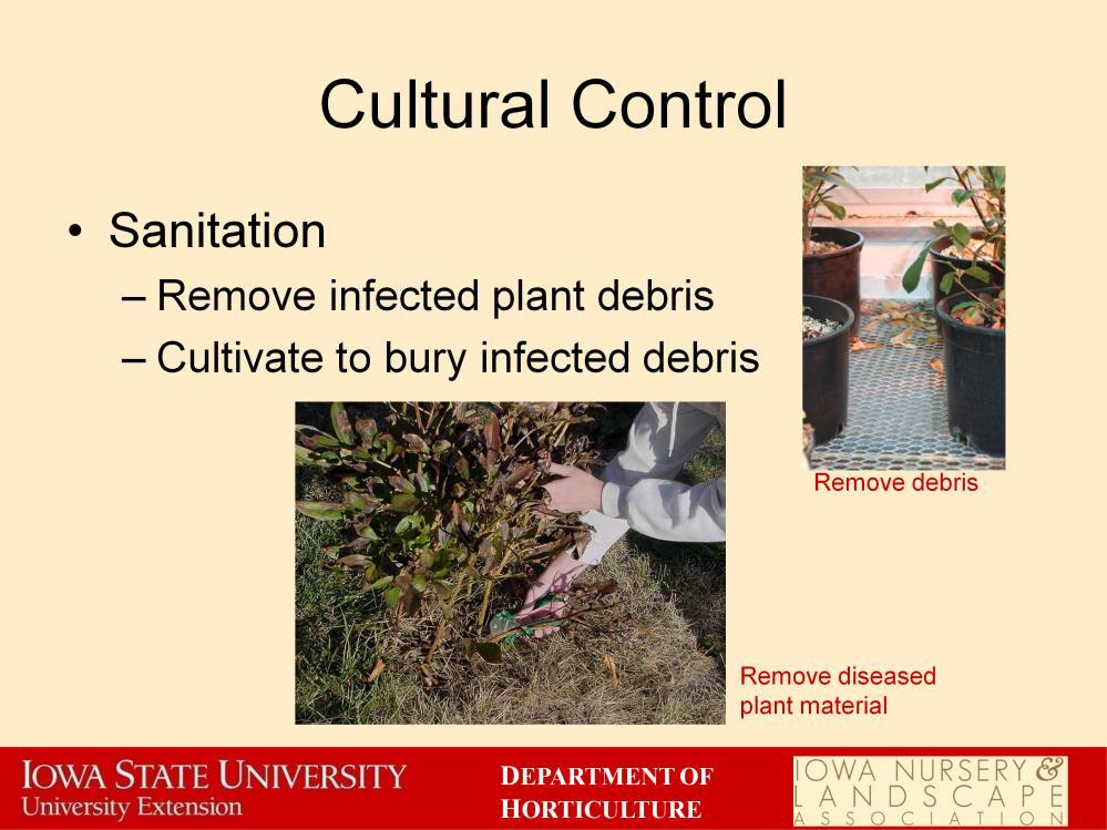 Many plant pathogens survive on infected plant debris.