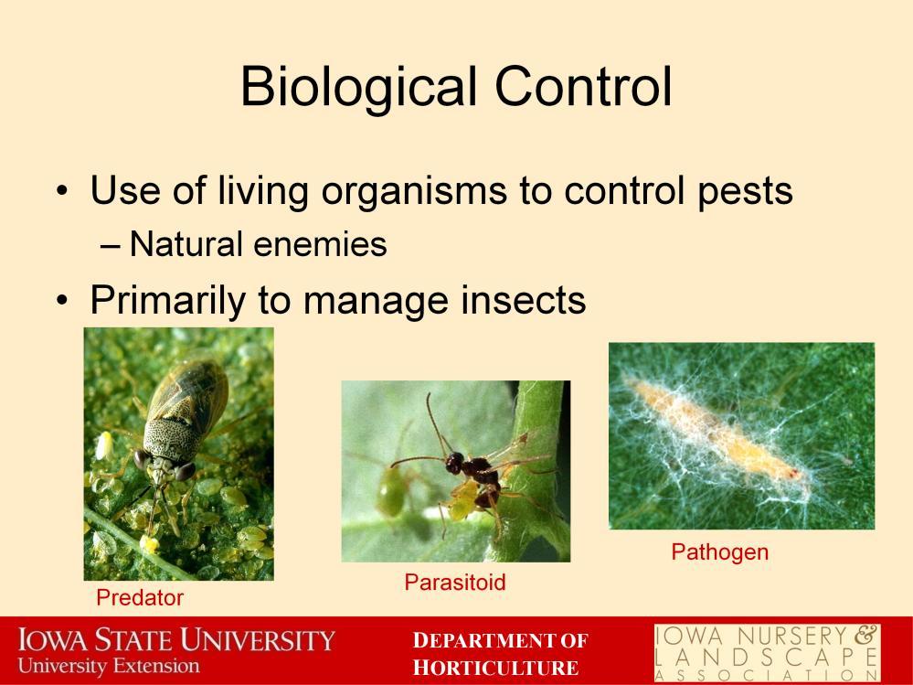 Most pest insects have a variety of predators, parasites and diseases, called natural enemies, to help keep populations down.