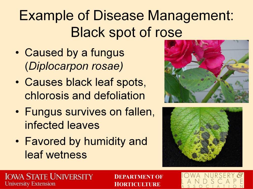 This is a case study of using IPM principles to manage a plant disease. Black spot is the most important disease of roses. It is caused by a fungus (Diplocarpon rosae).