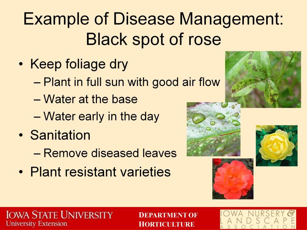 There are several tactics that can be used to manage black spot. Since the fungus needs leaf wetness to infect the plant, keeping the foliage dry can help minimize disease.