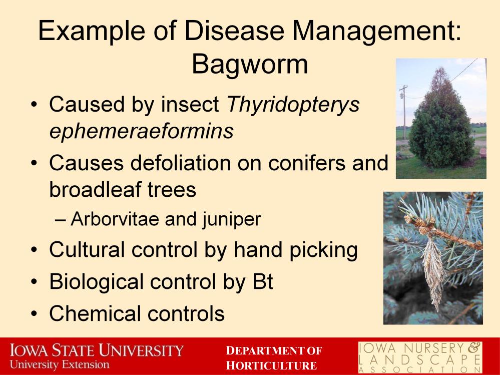 The management of bagworm is an example of Integrated Pest Management. Bagworm is an insect that creates bags of needles on conifer and broadleaf trees.
